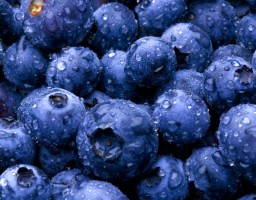Where Did All The Blueberries Go?