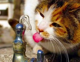 Cats Know Which Water Is Best