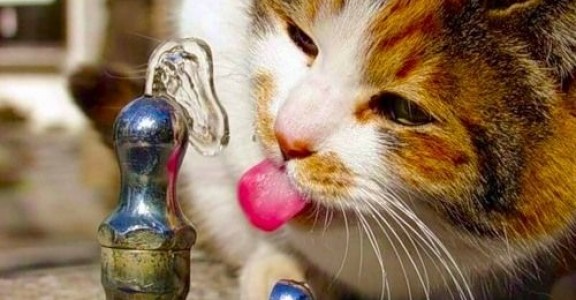 Cats Know Which Water Is Best