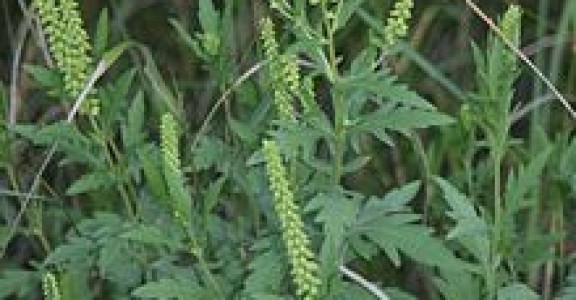 Ragweed Season: Don’t Forget Your Alkaline Water